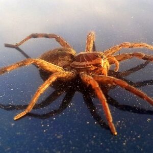 Spider