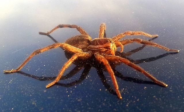 Spider