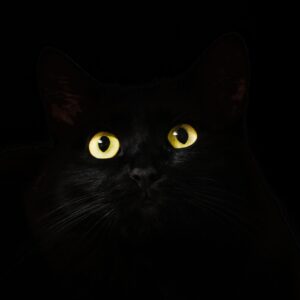 Black Cat