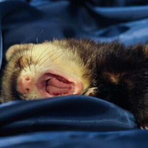 Ferret