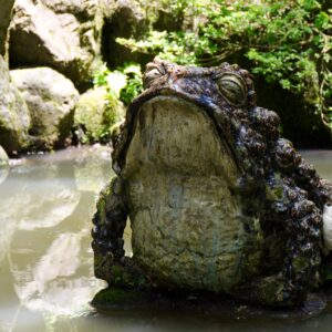 Toad