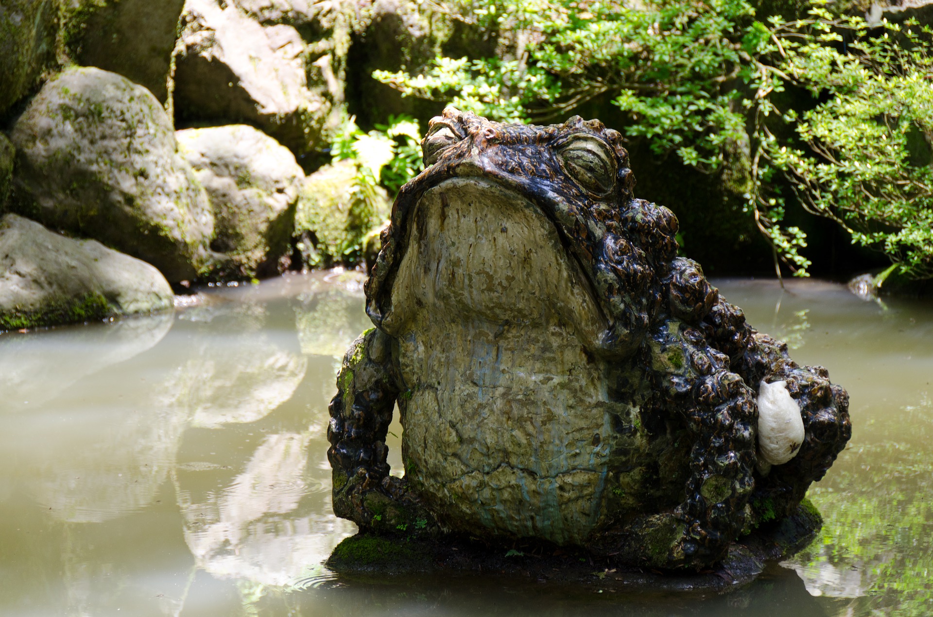 Toad